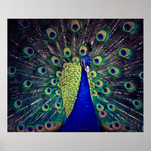 Kobalt Blue Peacock Poster