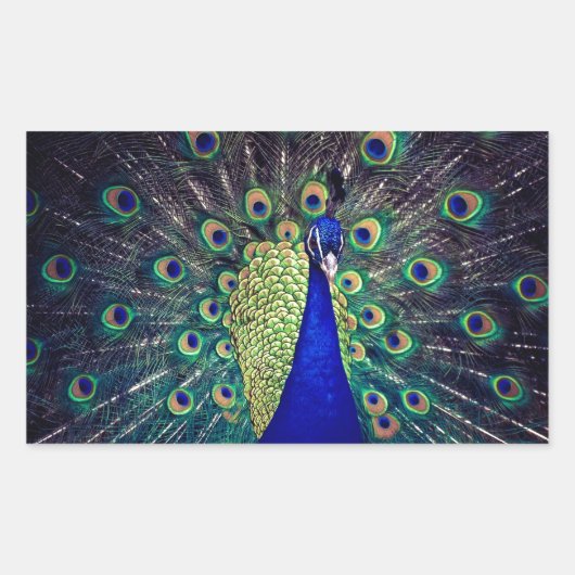 Kobalt Blue Peacock Rechthoekige Sticker (Voorkant)