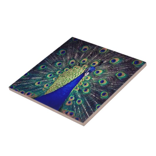 Kobalt Blue Peacock Tegeltje (Zijkant)