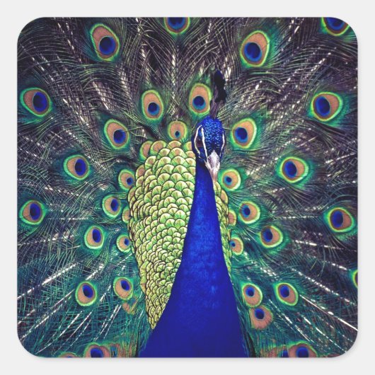 Kobalt Blue Peacock Vierkante Sticker (Voorkant)