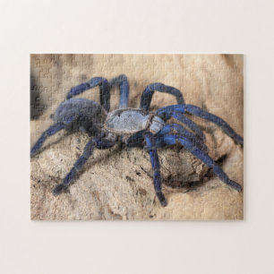 Kobalt Blue Tarantula spin Legpuzzel