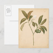 Kobalt Deco-paneel I Briefkaart (Voorkant / Achterkant)