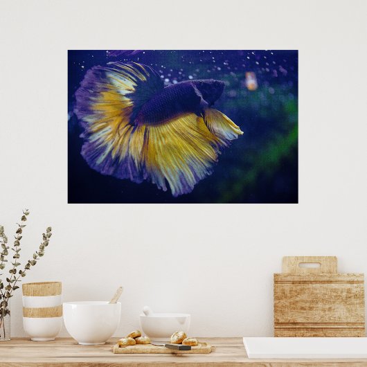 Kobalt Male Betta Premium Poster (Keuken)
