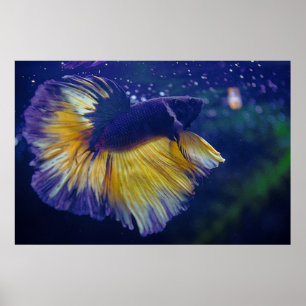 Kobalt Male Betta Premium Poster