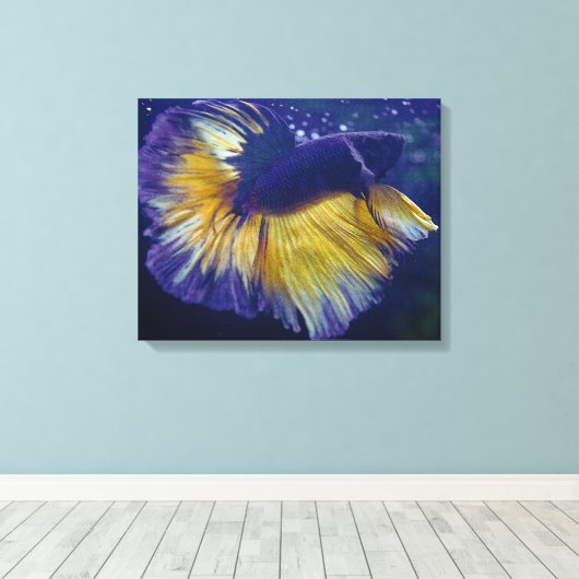 Kobalt, Mannelijke Betta Premium Verpakt Canvas (Insitu (Houten vloer))