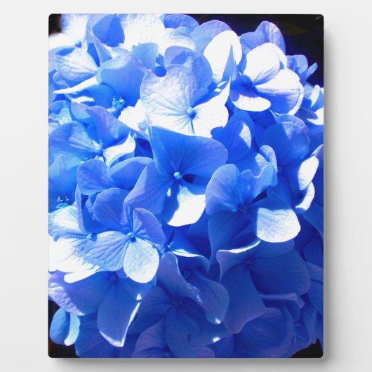 Kobaltblauw bloemensierlijke blauwe hortensia's fotoplaat (Voorkant)