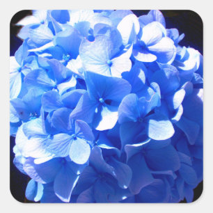 Kobaltblauw bloemensierlijke blauwe hortensia's vierkante sticker