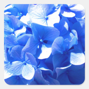 Kobaltblauw bloemensierlijke blauwe hortensia's vierkante sticker