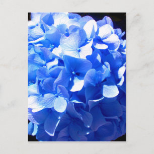 Kobaltblauwe bloemige elegante blauwe hortensia's briefkaart