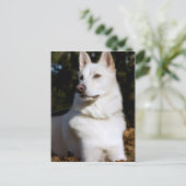 Kodah The White Shepherd Wolfdog Briefkaart (Staand voorkant)
