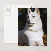 Kodah The White Shepherd Wolfdog Briefkaart (Voorkant / Achterkant)