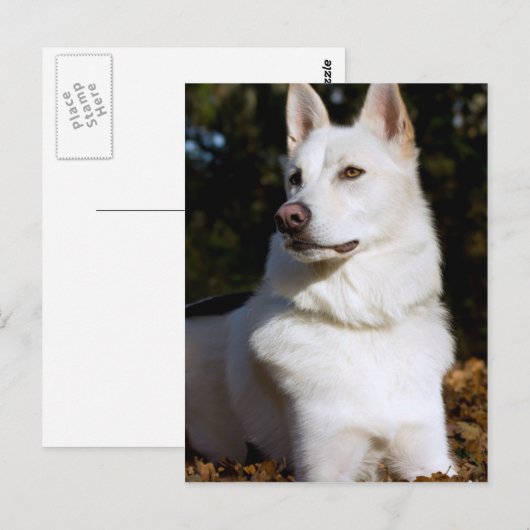Kodah The White Shepherd Wolfdog Briefkaart (Voorkant / Achterkant)