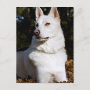 Kodah The White Shepherd Wolfdog Briefkaart