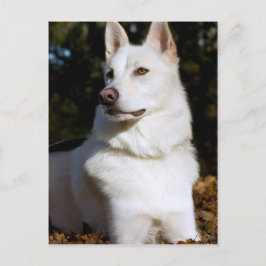 Kodah The White Shepherd Wolfdog Briefkaart