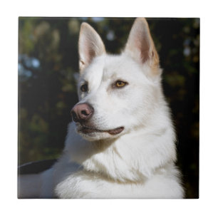Kodah The White Shepherd Wolfdog Tegeltje