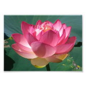 KODAK Print Pink Lotus Foto Afdruk (Voorkant)