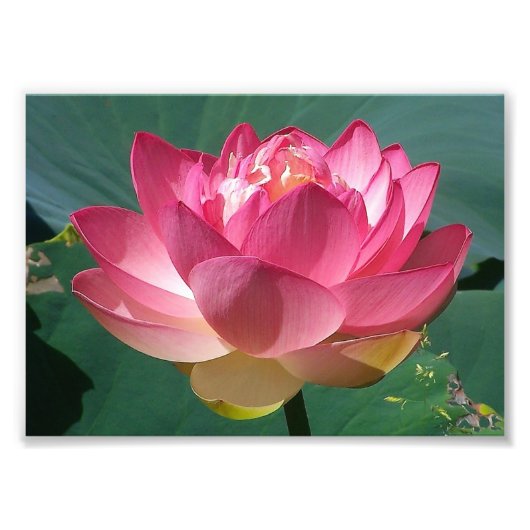 KODAK Print Pink Lotus Foto Afdruk (Voorkant)