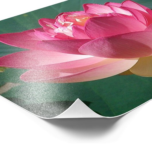 KODAK Print Pink Lotus Foto Afdruk (Hoek)