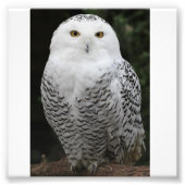 Kodak Professional-fotopapier (Satin) Foto Afdruk (Voorkant)