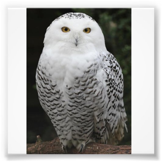 Kodak Professional-fotopapier (Satin) Foto Afdruk (Voorkant)