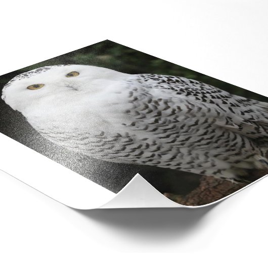 Kodak Professional-fotopapier (Satin) Foto Afdruk (Hoek)