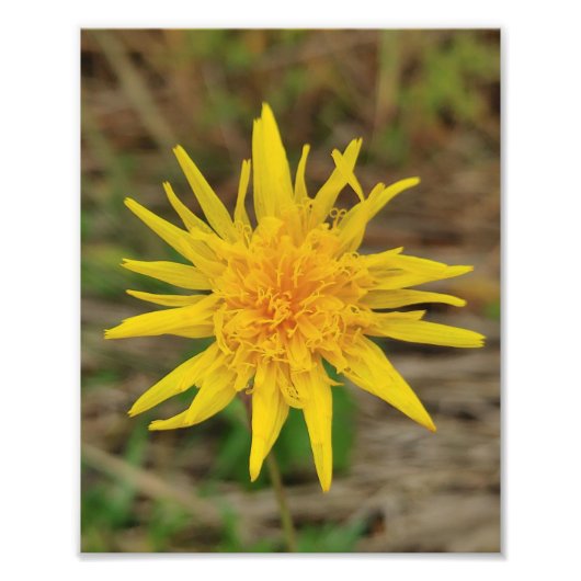 Kodak Professional-fotopapier (Satin) - fotograaf Foto Afdruk (Voorkant)