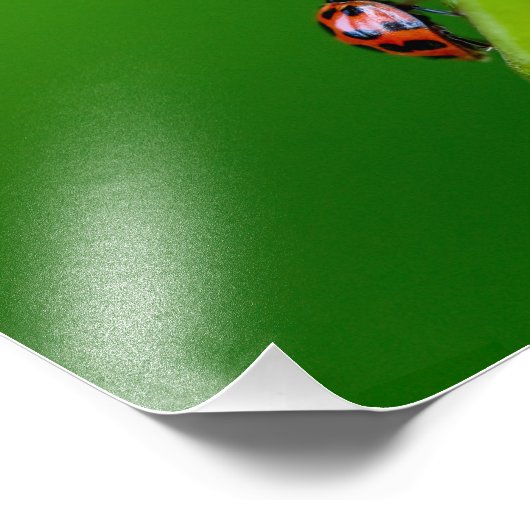 Kodak Professional-fotopapier (Satin) - fotograaf Foto Afdruk (Hoek)