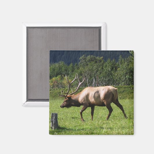 Kodiak, Alaska Elk buitenfoto ontworpen Magneet (Voorkant / Achterkant)