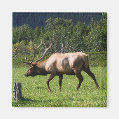 Kodiak, Alaska Elk buitenfoto ontworpen Magneet (Voorkant)