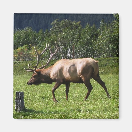 Kodiak, Alaska Elk buitenfoto ontworpen Magneet (Voorkant)