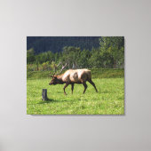 Kodiak, Alaska Elk Outdoor Foto ontworpen Fancy Canvas Afdruk (Voorkant)