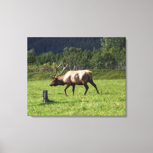Kodiak, Alaska Elk Outdoor Foto ontworpen Fancy Canvas Afdruk (Voorkant)