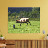 Kodiak, Alaska Elk Outdoor Foto ontworpen Fancy Canvas Afdruk (Insitu (Woonkamer))