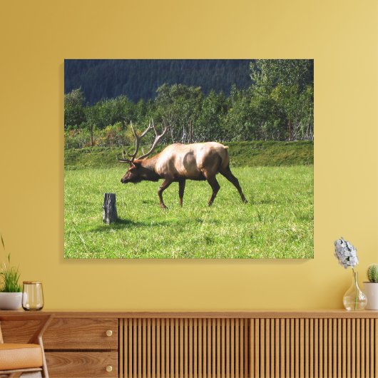 Kodiak, Alaska Elk Outdoor Foto ontworpen Fancy Canvas Afdruk (Insitu (Woonkamer))
