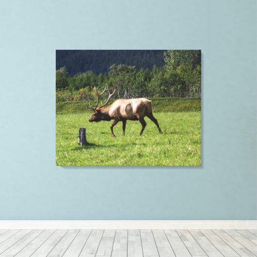 Kodiak, Alaska Elk Outdoor Foto ontworpen Fancy Canvas Afdruk (Insitu (Houten vloer))