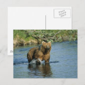 Kodiak-Beer Briefkaart (Voorkant / Achterkant)