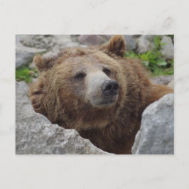 Kodiak-Beer Briefkaart