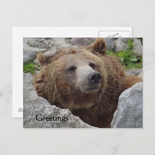 Kodiak-Beer Briefkaart (Voorkant / Achterkant)