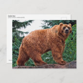 Kodiak-Beer Briefkaart (Voorkant / Achterkant)