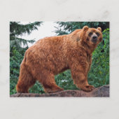 Kodiak-Beer Briefkaart (Voorkant)