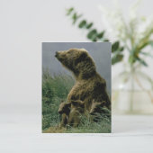 Kodiak-Beer en Briefkaart van Cubs (Staand voorkant)