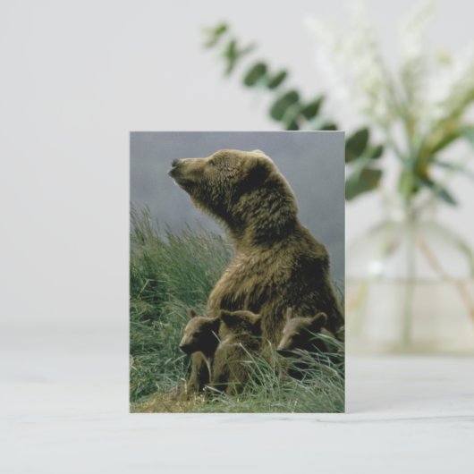 Kodiak-Beer en Briefkaart van Cubs (Staand voorkant)