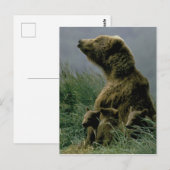 Kodiak-Beer en Briefkaart van Cubs (Voorkant / Achterkant)