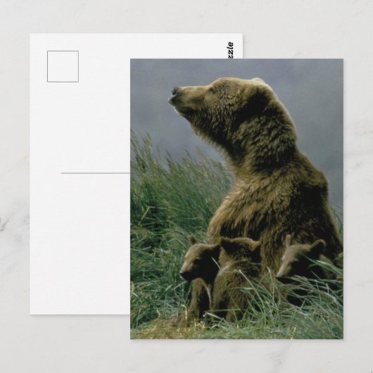 Kodiak-Beer en Briefkaart van Cubs (Voorkant / Achterkant)