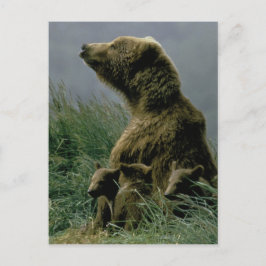 Kodiak-Beer en Briefkaart van Cubs