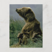 Kodiak-Beer en Briefkaart van Cubs (Voorkant)