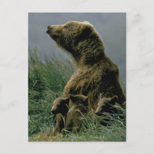 Kodiak-Beer en Briefkaart van Cubs (Voorkant)