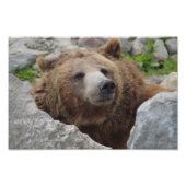 Kodiak-Beer Foto Afdruk (Voorkant)