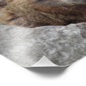 Kodiak-Beer Foto Afdruk (Hoek)