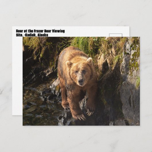 Kodiak Beer op de Frazer Beer Viewing Site Briefkaart (Voorkant / Achterkant)